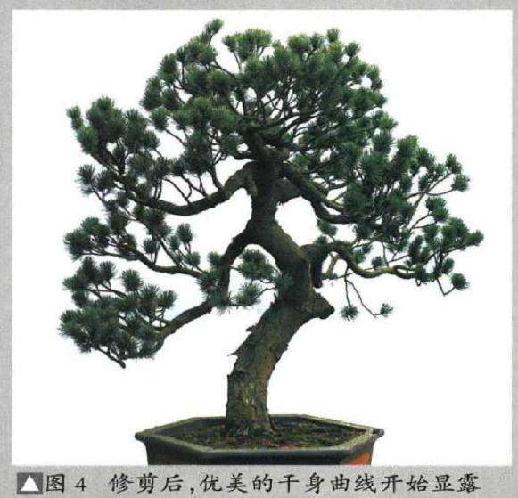 图解 五针松盆景怎么再次制作的9个过程