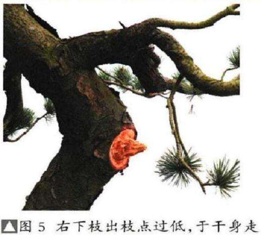 图解 五针松盆景怎么再次制作的9个过程