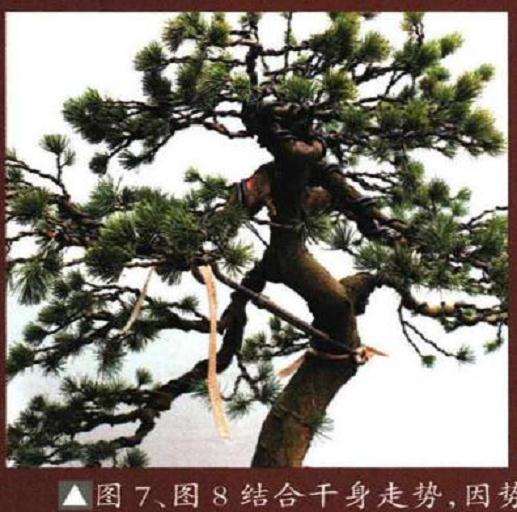 图解 五针松盆景怎么再次制作的9个过程