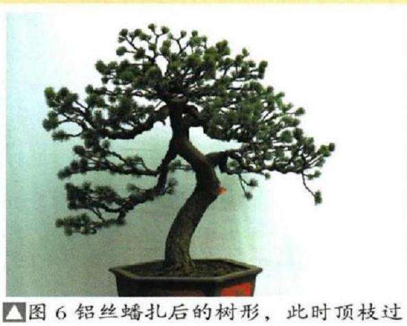 图解 五针松盆景怎么再次制作的9个过程