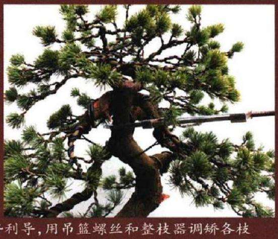 图解 五针松盆景怎么再次制作的9个过程