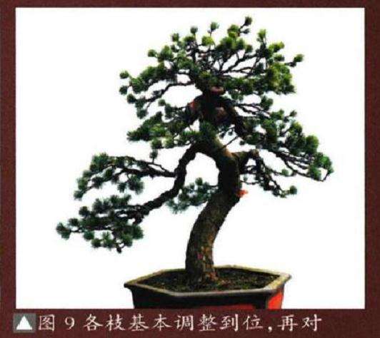 图解 五针松盆景怎么再次制作的9个过程