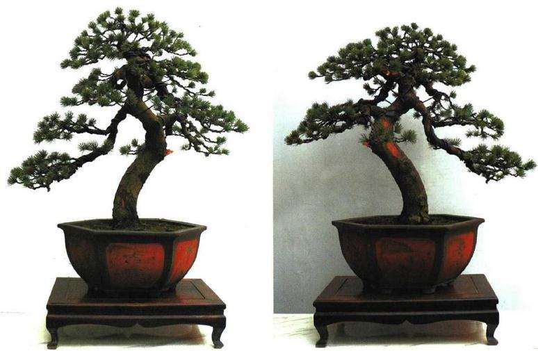 图解 五针松盆景怎么再次制作的9个过程