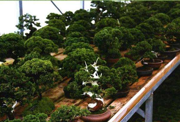 盆景乐园网已经创办10个年头