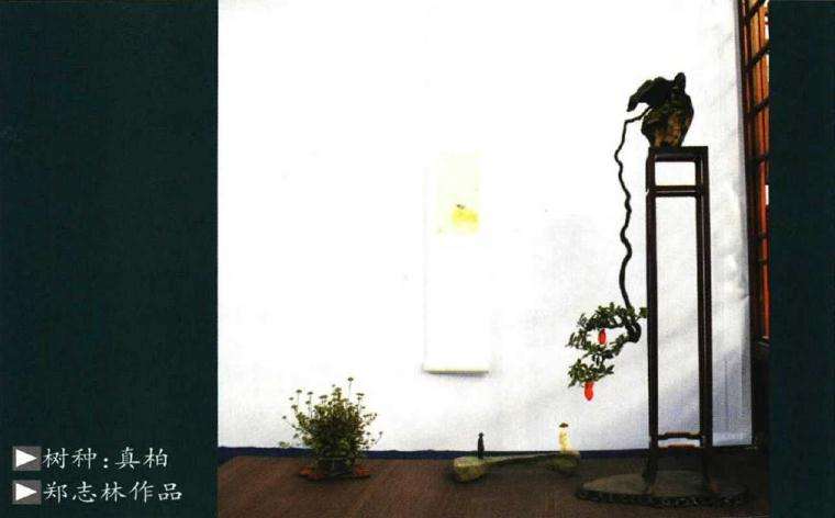 盆景乐园网已经创办10个年头