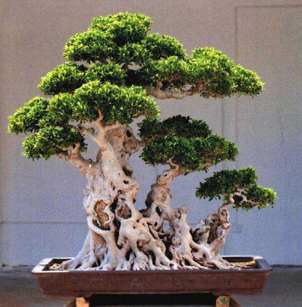 厦门盆景花卉协会会长柯成昆访谈