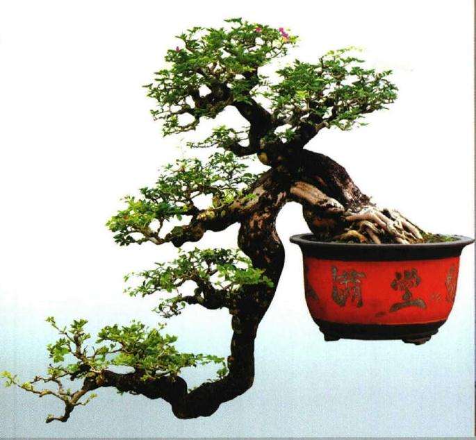 厦门盆景花卉协会会长柯成昆访谈