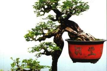 2018年 海峡两岸厦门盆景精品展