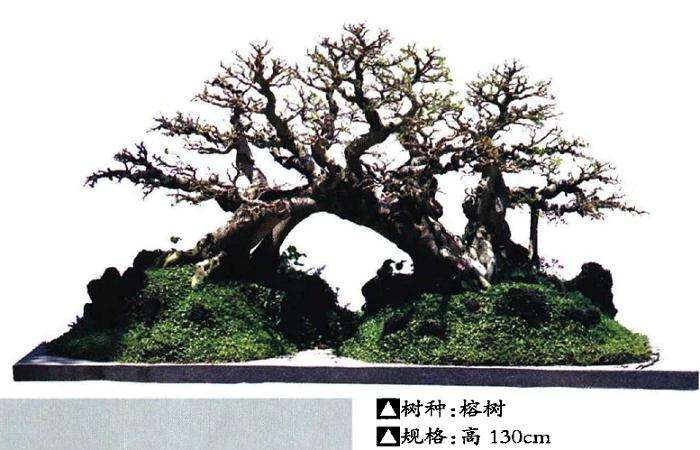 厦门市盆景花卉协会会长 柯成昆