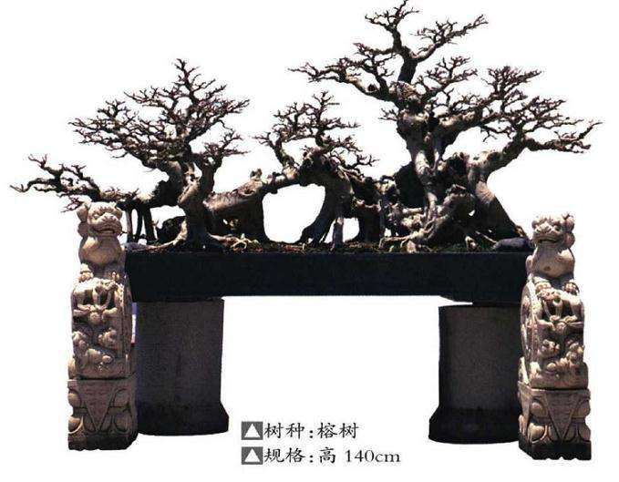 厦门首届闽派盆景精品展