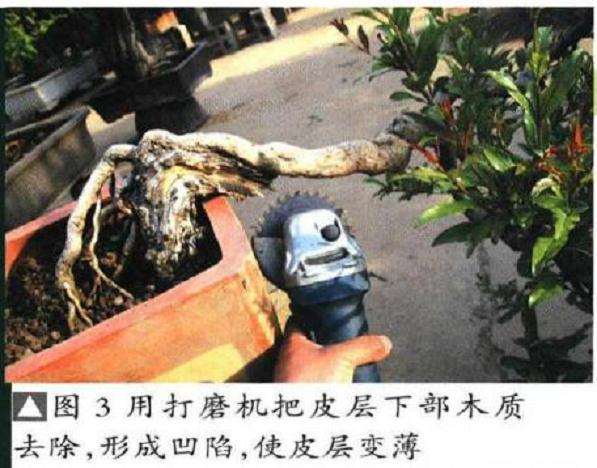 图解 石榴盆景6年怎么扦插制作的过程