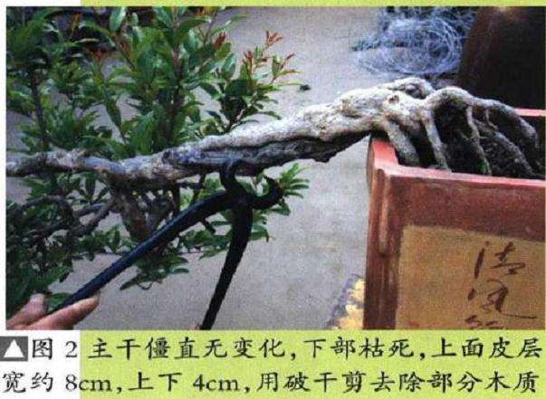 图解 石榴盆景6年怎么扦插制作的过程