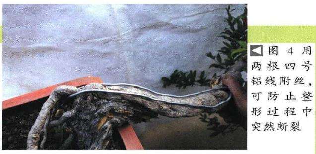 图解 石榴盆景6年怎么扦插制作的过程