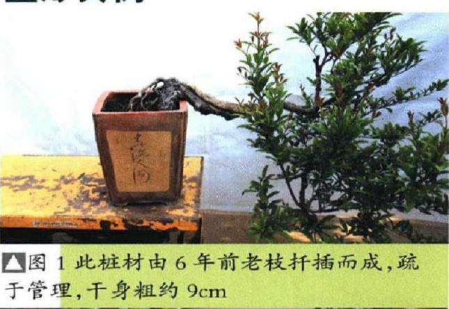 图解 石榴盆景6年怎么扦插制作的过程