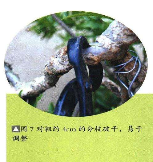 图解 石榴盆景6年怎么扦插制作的过程