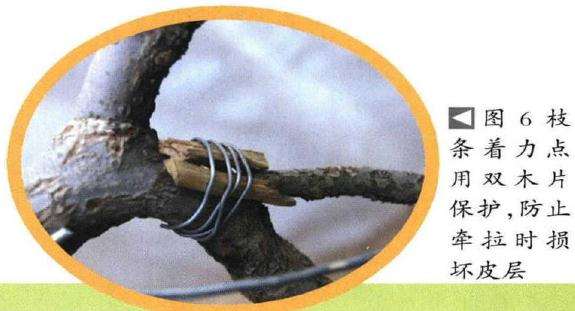 图解 石榴盆景6年怎么扦插制作的过程