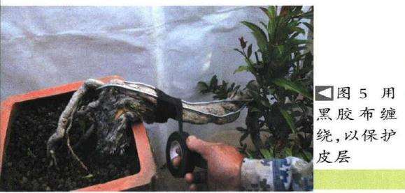 图解 石榴盆景6年怎么扦插制作的过程