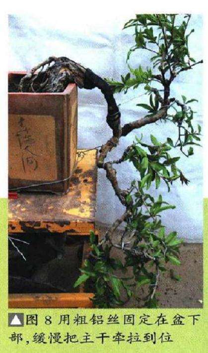 图解 石榴盆景6年怎么扦插制作的过程