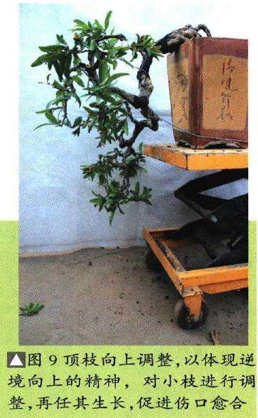 图解 石榴盆景6年怎么扦插制作的过程