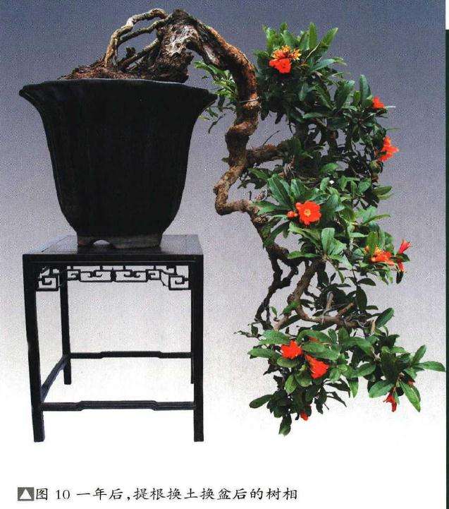 图解 石榴盆景6年怎么扦插制作的过程