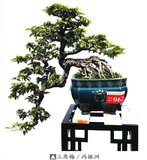 广州2019年首届盆景艺术展在十八罗汉山开幕