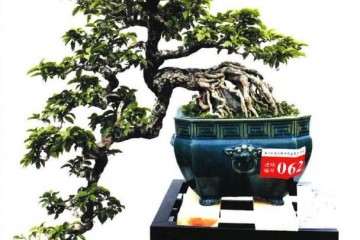 广州2019年首届盆景艺术展在十八罗汉山开幕