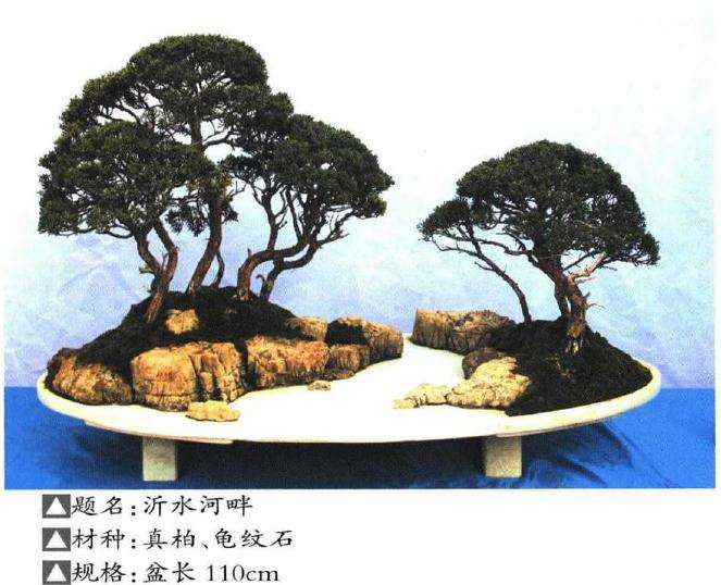 2019年个人盆景展在临沂雅鸣园举办