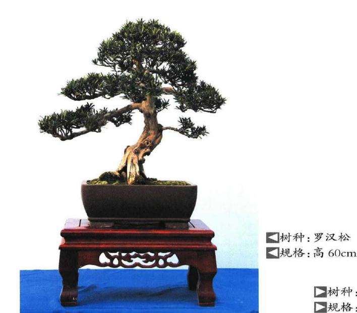 2019年个人盆景展在临沂雅鸣园举办