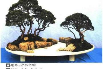 2019年个人盆景展在临沂雅鸣园举办 图片