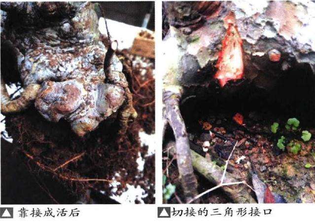 图解 榆树盆景嫁接根在制作中的应用