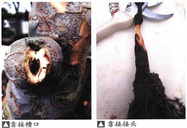 图解 榆树盆景嫁接根在制作中的应用