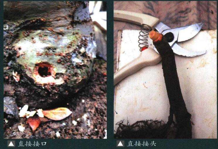 图解 榆树盆景嫁接根在制作中的应用