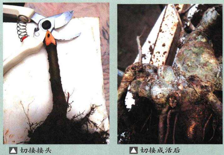 图解 榆树盆景嫁接根在制作中的应用