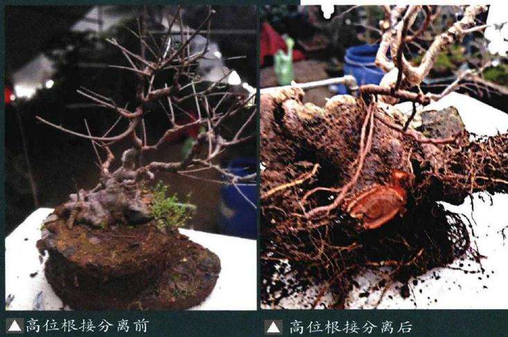 图解 榆树盆景嫁接根在制作中的应用