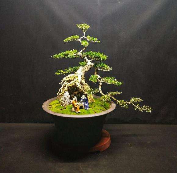 雀舌黄杨怎么制作提根盆景最容易