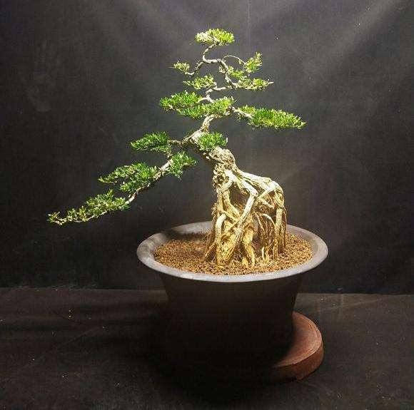 雀舌黄杨怎么制作提根盆景最容易