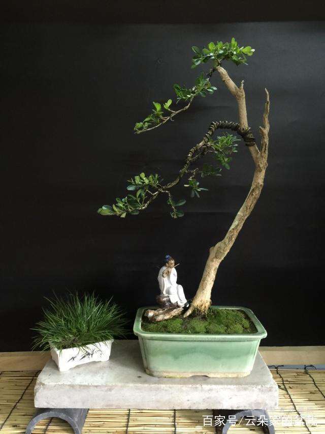 怎么制作出一盆精品黄杨盆景