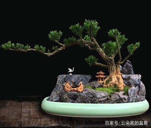 怎么制作出一盆精品黄杨盆景