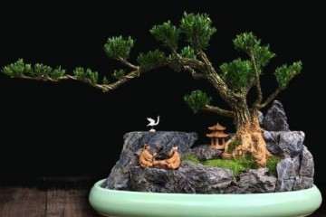 怎么上盆制作出一盆精品黄杨盆景的方法