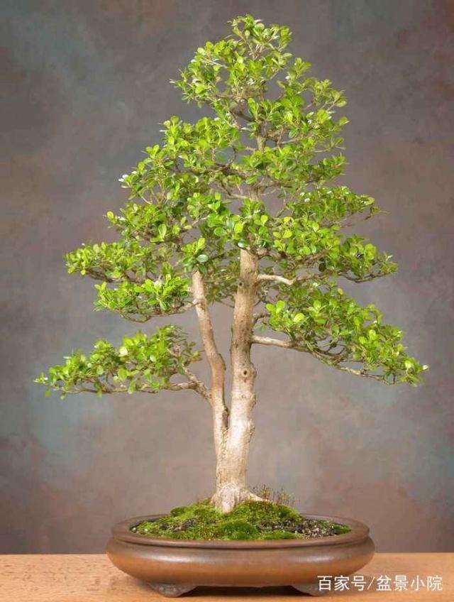 怎么养护黄杨盆景的4个方法