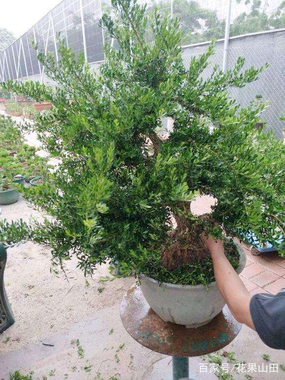 雀舌黄杨盆景怎么造型的4个方法