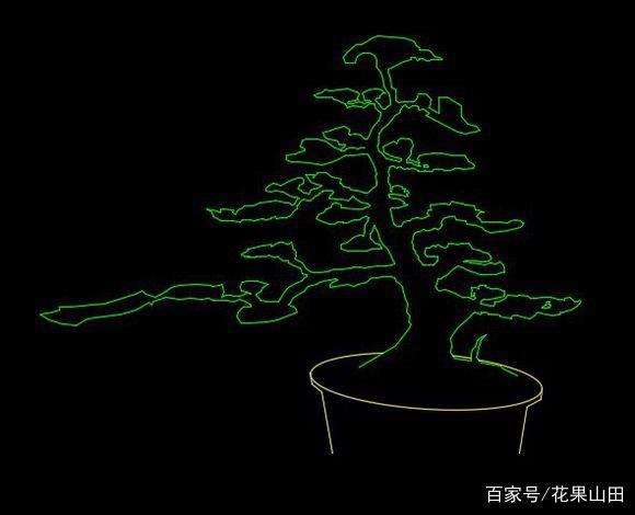 雀舌黄杨盆景怎么造型的4个方法