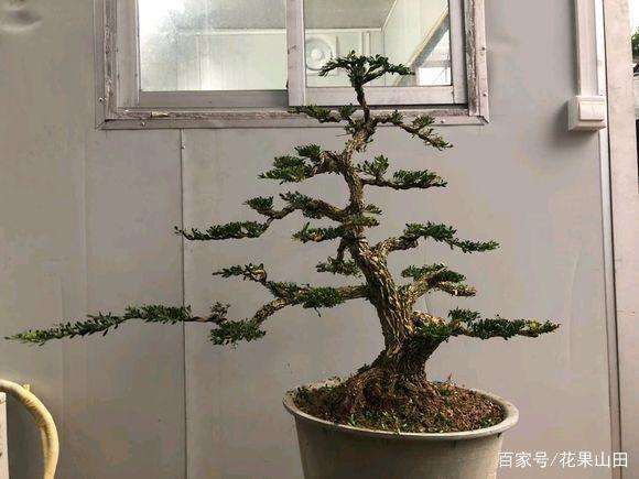 雀舌黄杨盆景怎么造型的4个方法