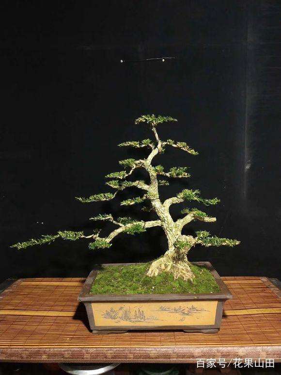 雀舌黄杨盆景怎么造型的4个方法