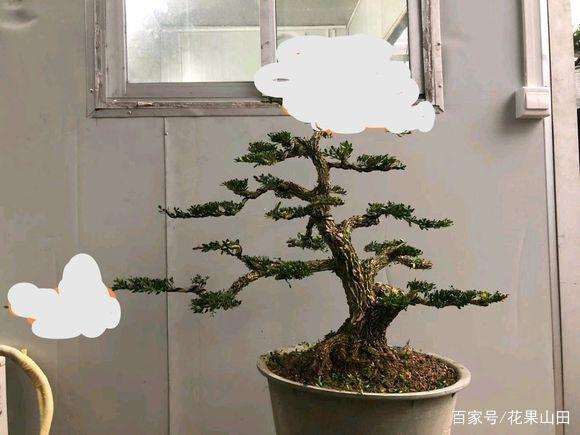 雀舌黄杨盆景怎么造型的4个方法