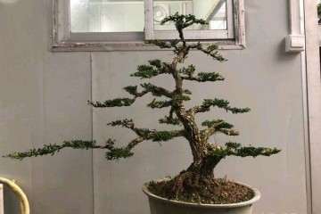 雀舌黄杨盆景怎么上盆造型的4个方法