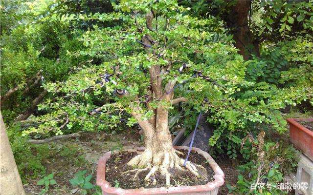 黄杨盆景盆土怎么制作的方法