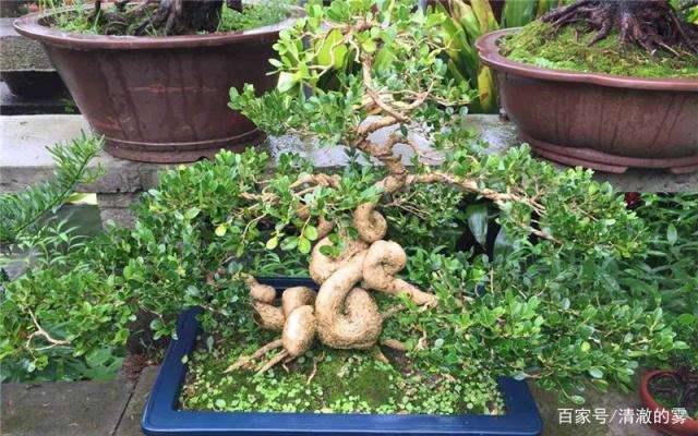 黄杨盆景盆土怎么制作的方法