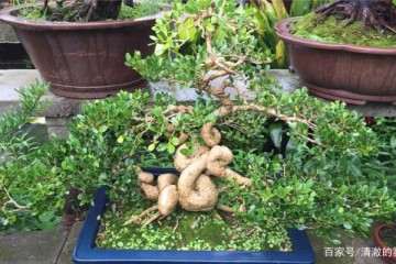 黄杨老桩盆景盆土怎么上盆制作的方法