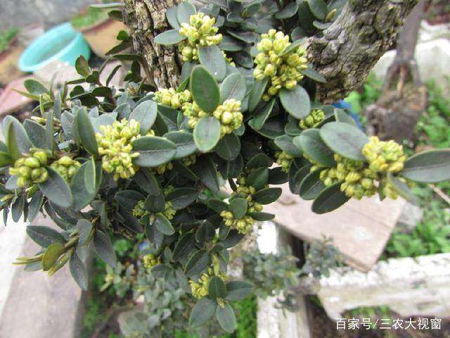 大叶黄杨盆景耐修剪 怎么造型的方法